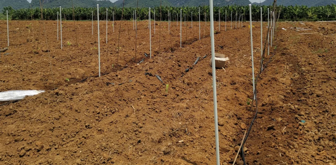 Various types of fiberglass rods/agricultural small arch shed supports for fruit and vegetable greenhouses solid fiberglass rods