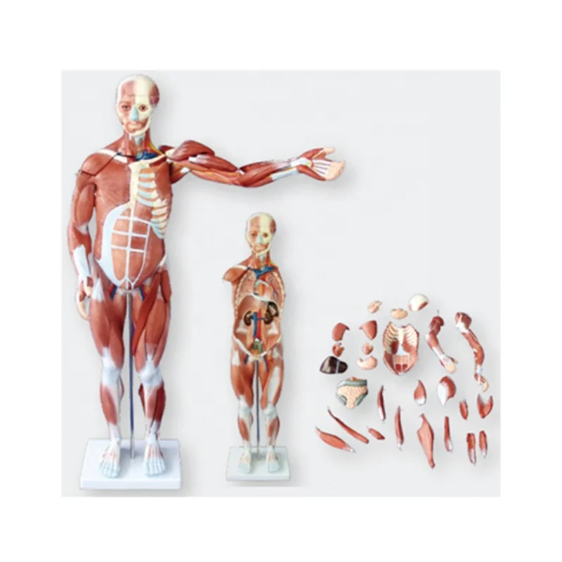 80cm High Advanced VPC SC-A1100 Whole Body Muscle Anatomy Model with Internal Organs