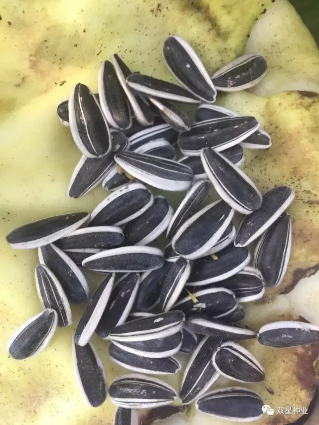 Chinese factory supply high quality sunflower seeds for commercial cultivation