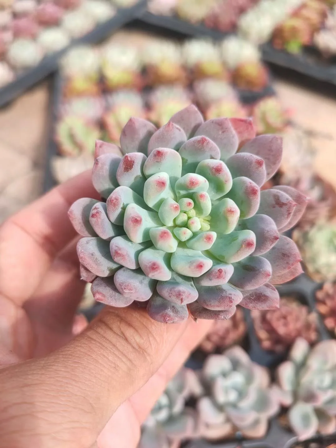 
Succulent mixed tray cactus wholesale natural plant succulent pot Korea Succulent tray Plants 50 pcs in each tray 