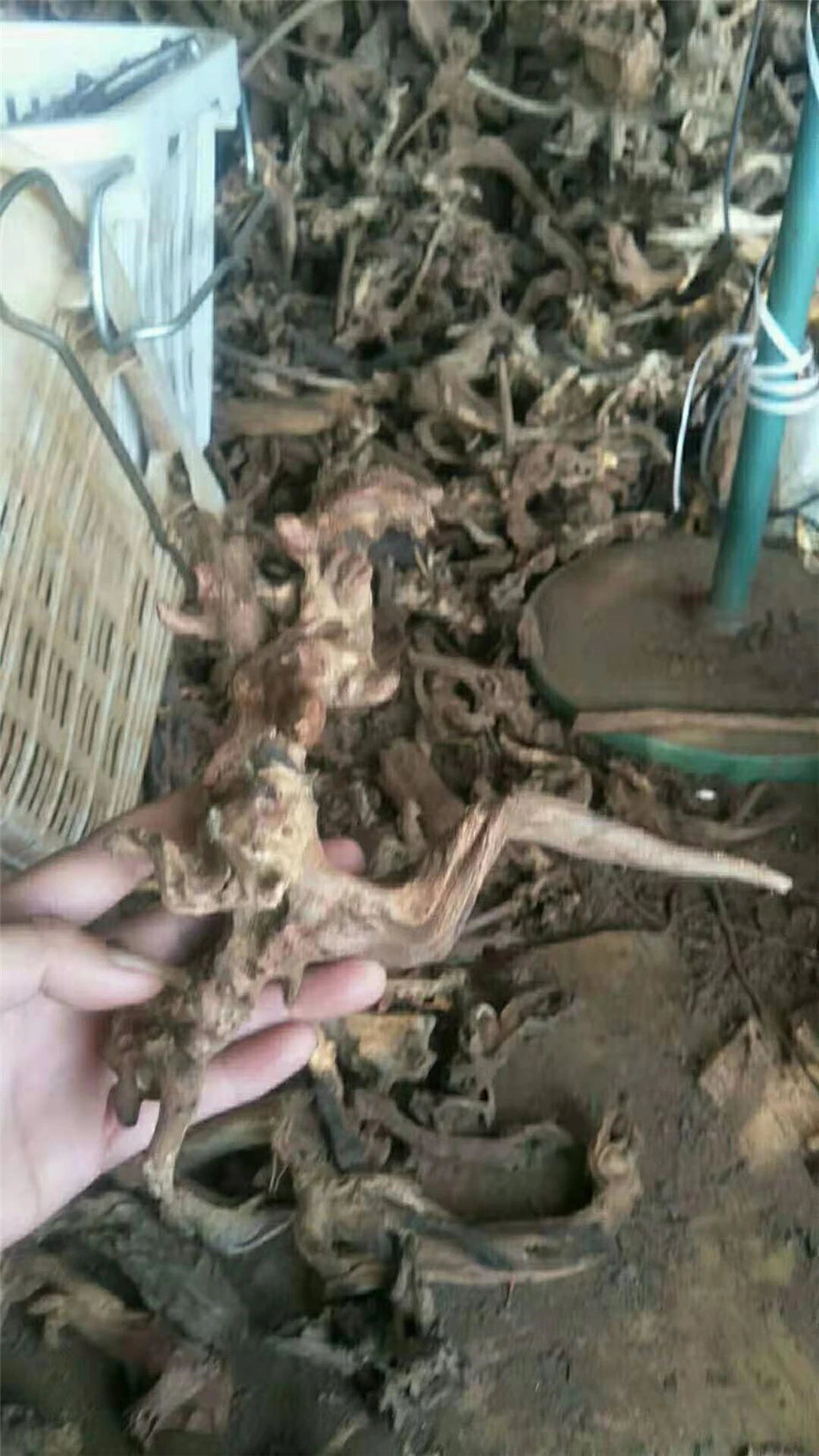Аквариум и бонсай мангровая древесина driftwood root tweety