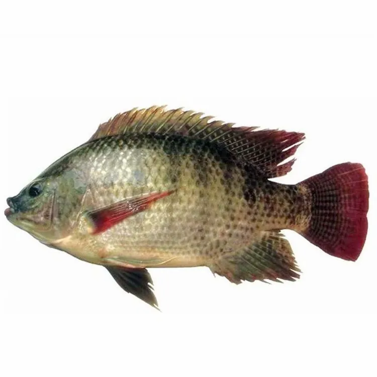 best quality farm raised frozen tilapia fish wholesale exporters price