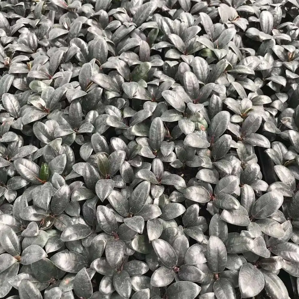 Тканевая культура саженцы растения саженцы маленький Кинг-Конг