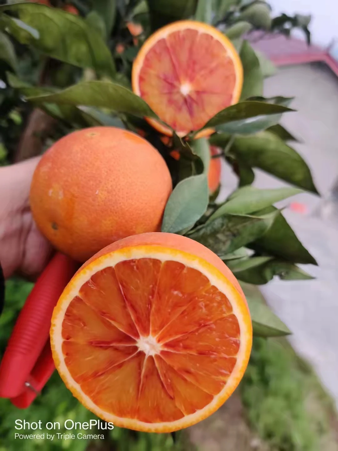 Fresh Red and Blood Orange Available for Export High Quality Organic Blood Orange Red Citrus Orange