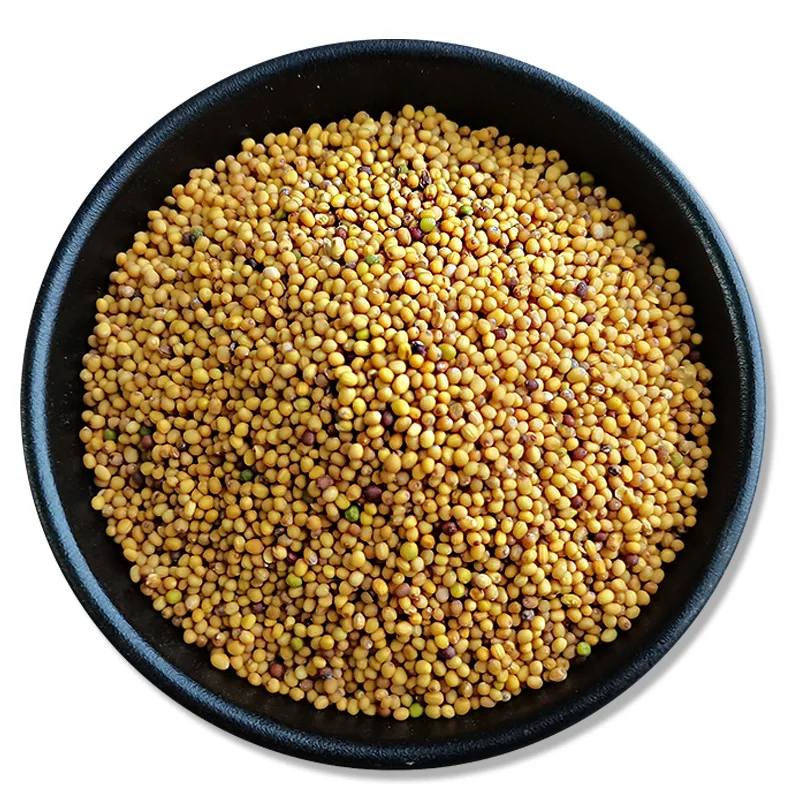 Chinese spice suppliers wholesales high quality yellow mustard seeds bulk China planting mustard seeds with low price