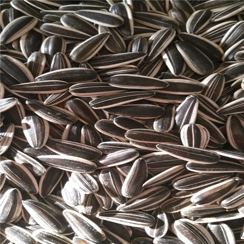 Factory price high quality wholesale nutritious agricultural sunflower seeds sweet
