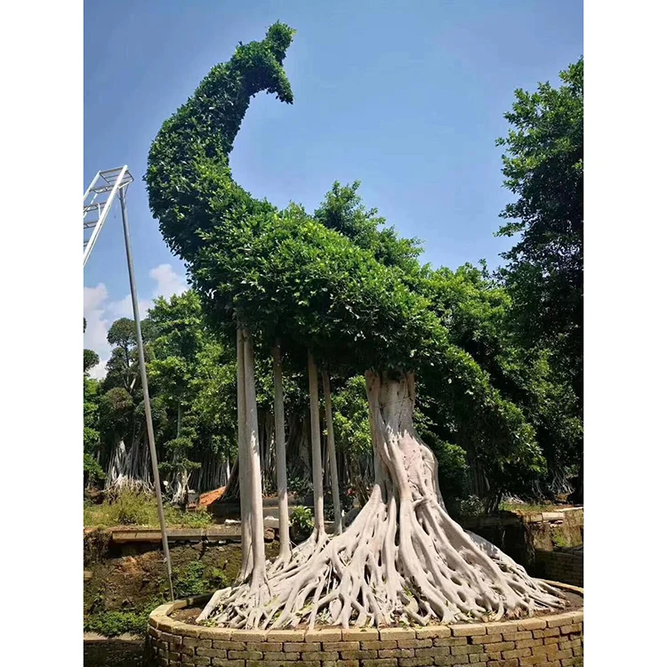 
bird shape large bonsai plants green ficus microcarpa 