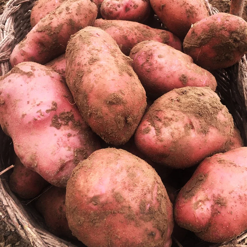 Yunnan Red Skin Yellow Heart Potatoes Wholesale Plateau Potatoes Fresh Vegetables Big Potatoes Origin direct supply