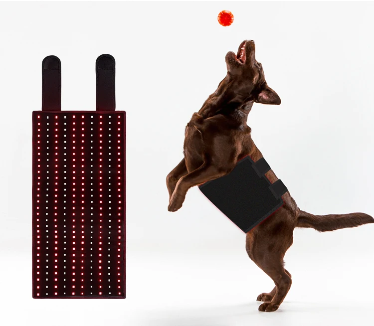 Factory Fashion Equipment Red Light Therapy Belt Red Infrared 660nm 850nm  Animal Waist for Treat Arthritis