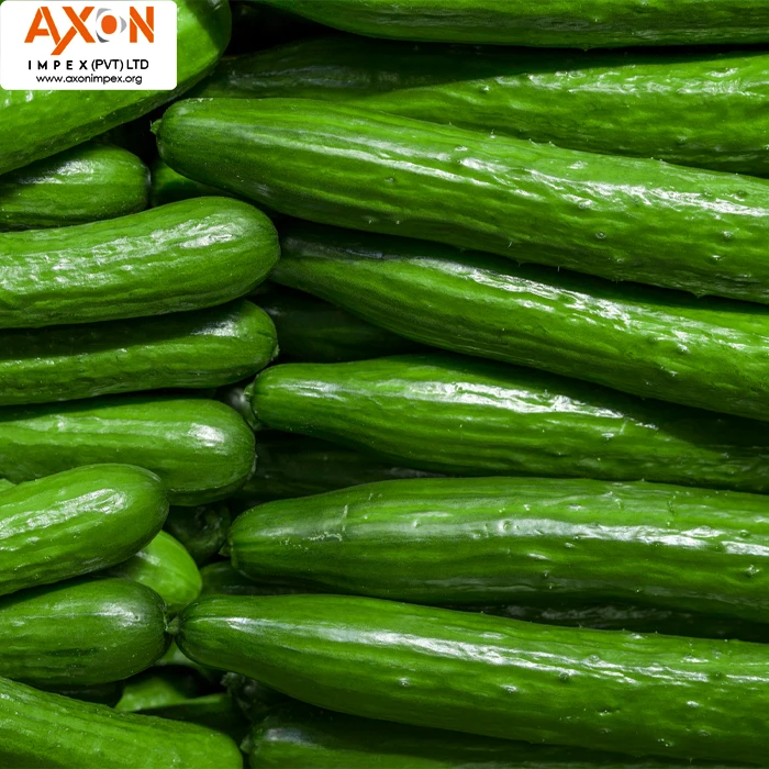 
Best Sale High Quality Competitive Price Fresh Cucumber/Seasonal cucumber/ Long cucumber 