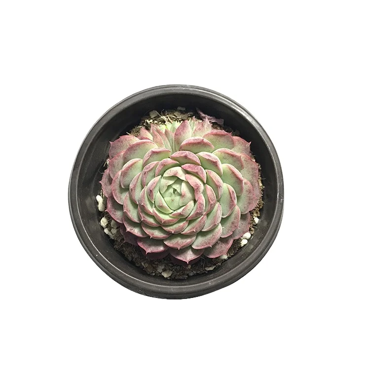 
succulents wholesale live plants echeveria indoor plants can be for christmas tree ornament 