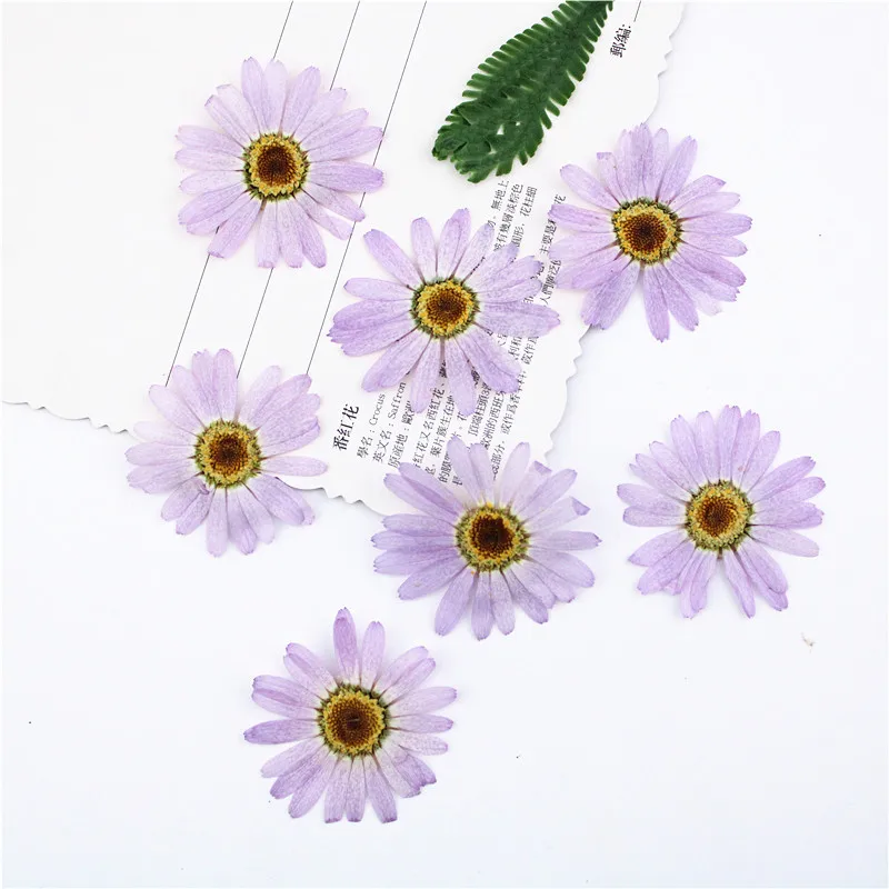 I630 Margaret Dried Pressed Natural Flowers Petal for Handmade Craft and Bookmark Paper Lamp Decoration