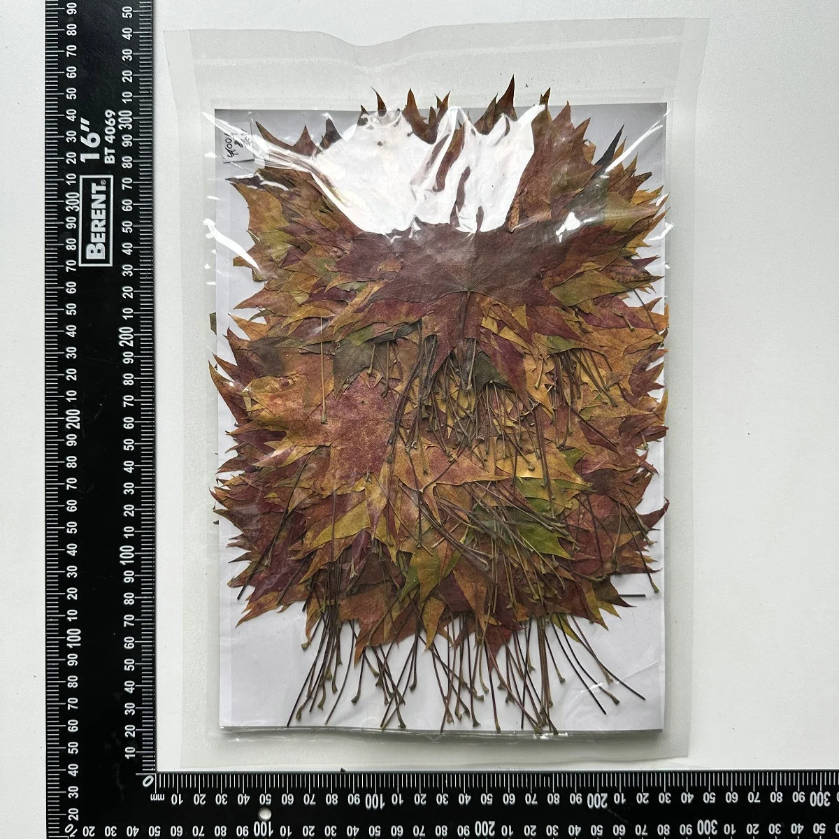 500pcs/pack Sweetgum Autumn Leaf Pressed Botanical Pressed Leaves For Photo Frame Epoxy Resin