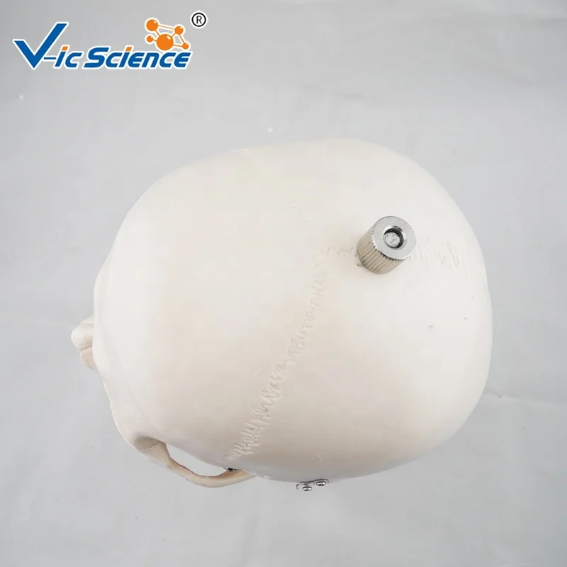 skull with cervical Spine life size human skeleton