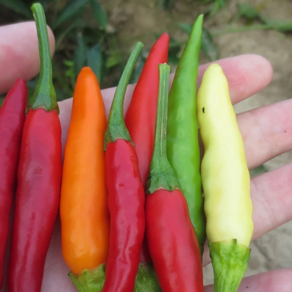 HACCP HALAL certificate shredded red pepper chili thread