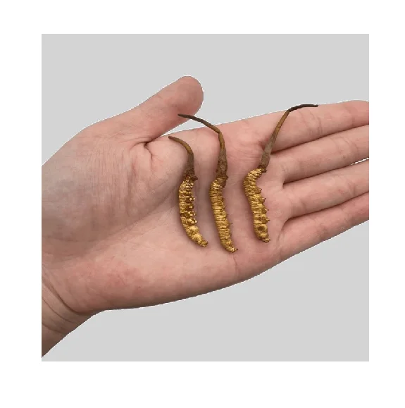 Top Superior Treatment Of Osteoporosis Cordyceps Militaris Fruiting Body Liquid Extract Cs-4 Cordyceps Organic