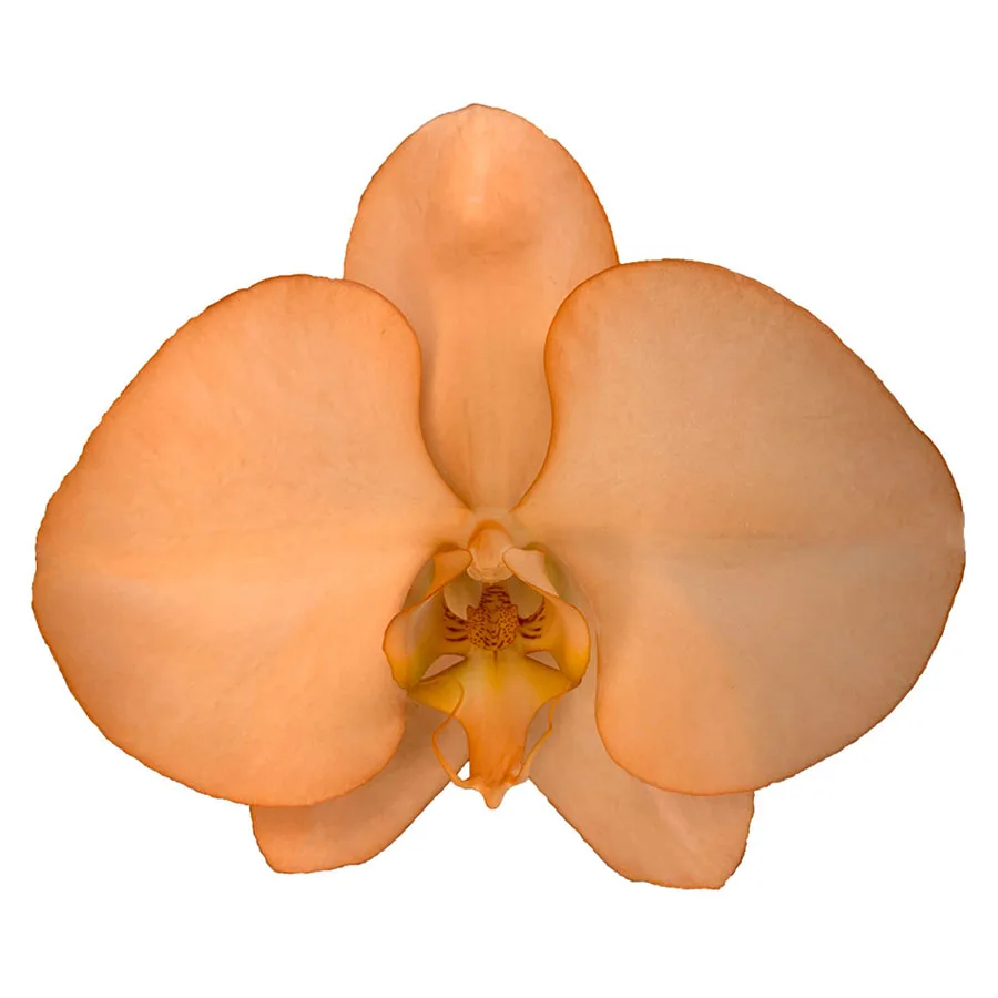 Manufacturer Well Made Taiwan Halloween Orange Orchids  Fresh Cut Flowers