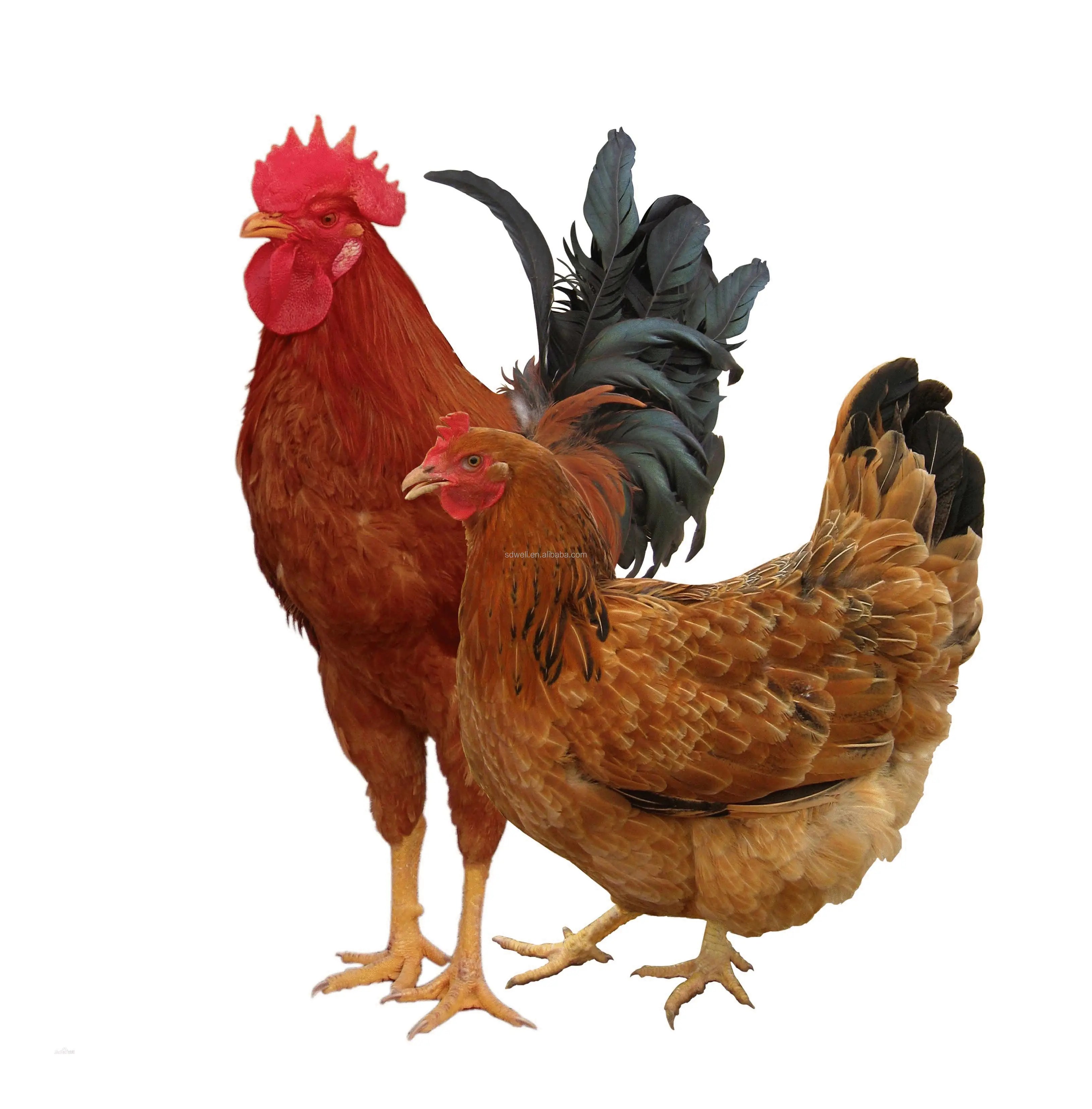 Улучшенная пищеварительная система, кормовая добавка для птиц, для куриных уток