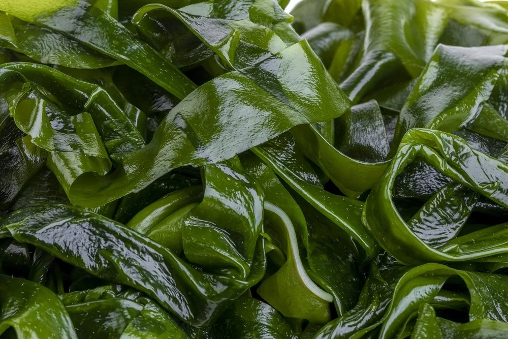 New salted wakame/fresh seaweed wakame for