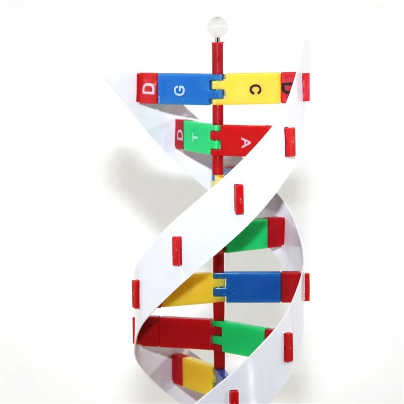 Усовершенствованная пластиковая модель ДНК ДНК-структуры