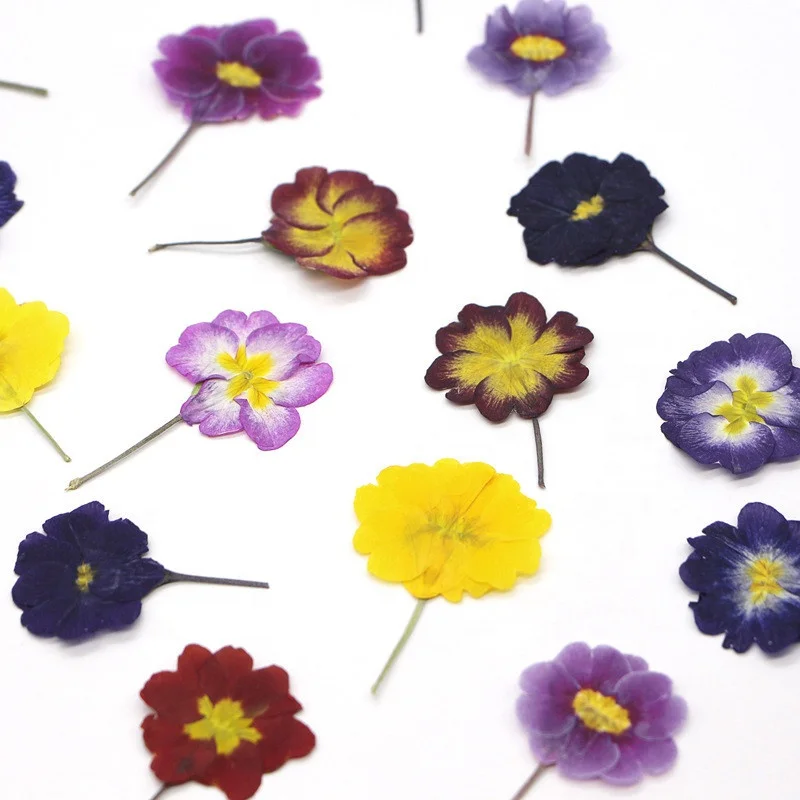 Hotsale DIY Material Dried Primula Acaulis Hybrid Primrose Pressed Flowers for Nail Art Resin Jewelry Postcard Candle Decoration