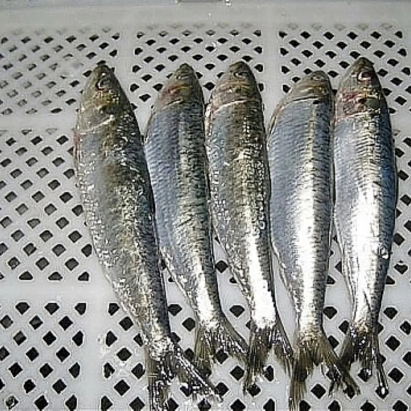 
frozen sardine 