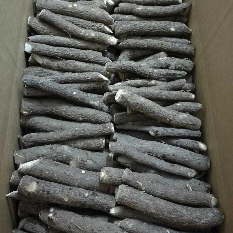 
 Pao tong, холодностойкие семена быстрого роста, рассады корней павловнии  