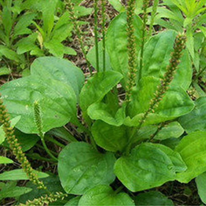 Manufacturer Supplier plantenolic acid 4:1 10:1 20:1 Plantain Extract Asiatic plantain Herb P.E.