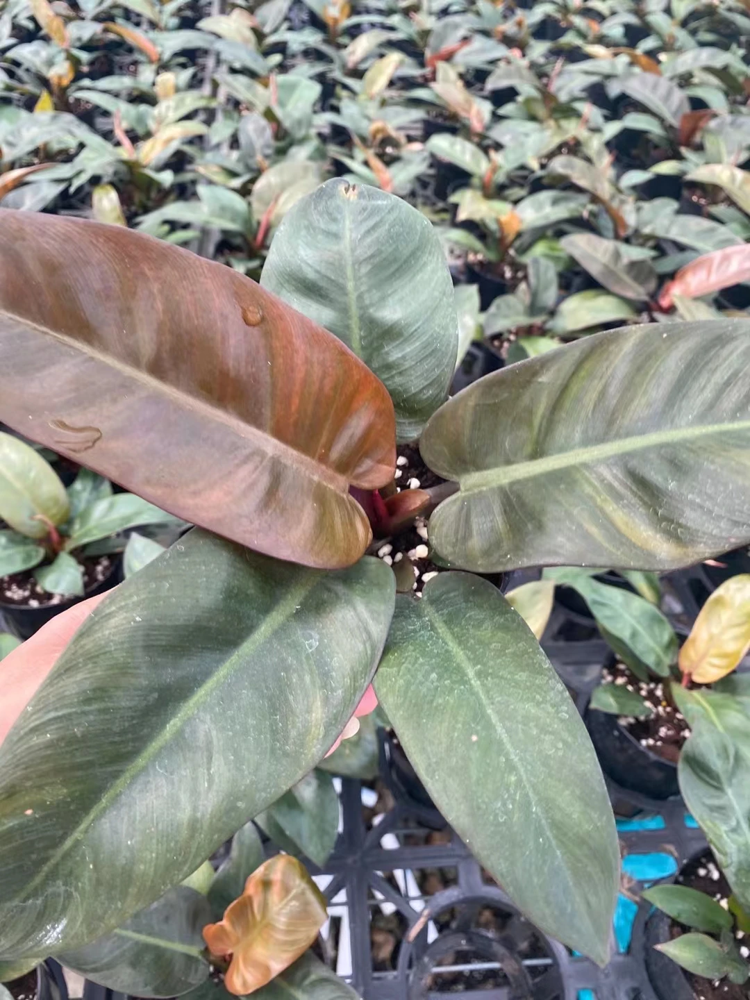  Philodendron black cardinal живые растения комнатный бонсай