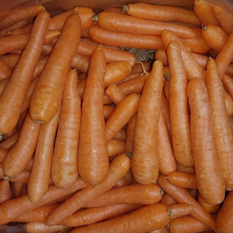 Cheap price fresh carrrots fresh vegetables greek origin carrots for sale