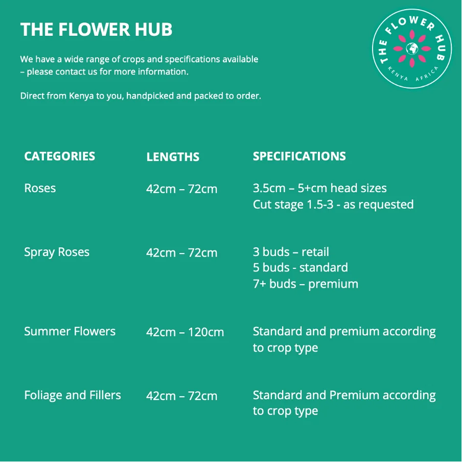 Wholesale Premium Large Headed 60cm Fresh Cut Roses Kenyan News Flash Yellow Orange Exotic Rose Petals and Flower Stem Bud