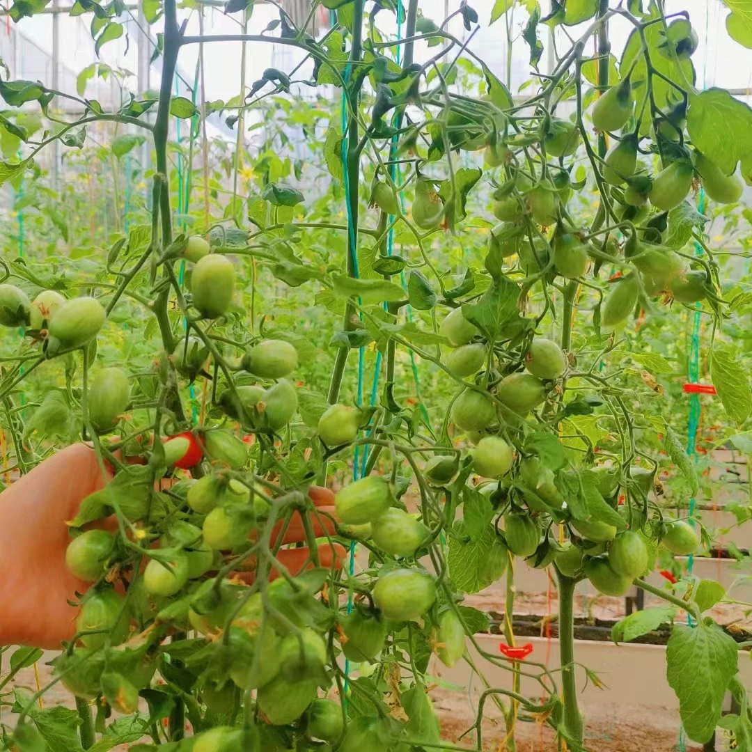 Indonesia HOT sell Fresh Tomato sweet  Natural red  Best quality wholesale fresh cherry tomatoes