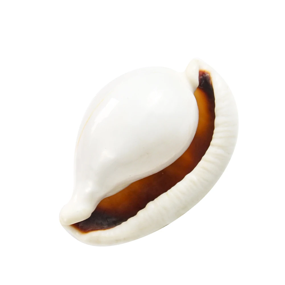 Hot sale new style white rabbit ear-shaped conch shell for home decoration