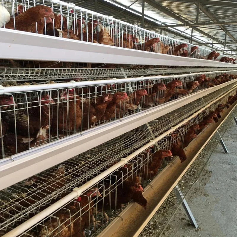 Cheap price poultry farming cage agricultural equipment for layer chicken