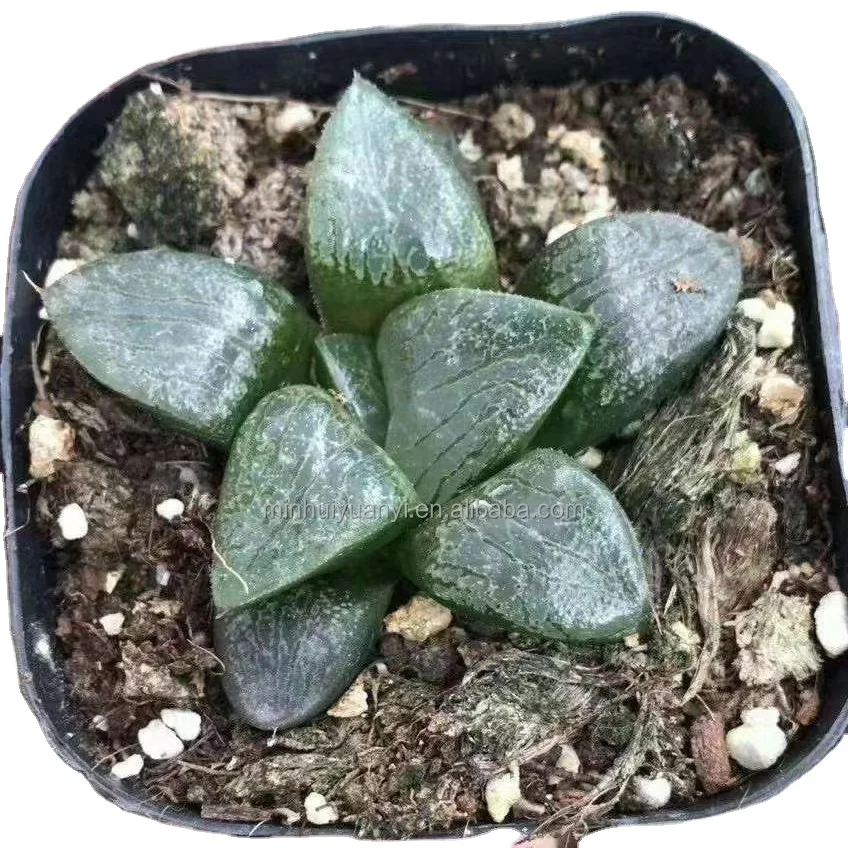 Комнатные растения havorthia retusa