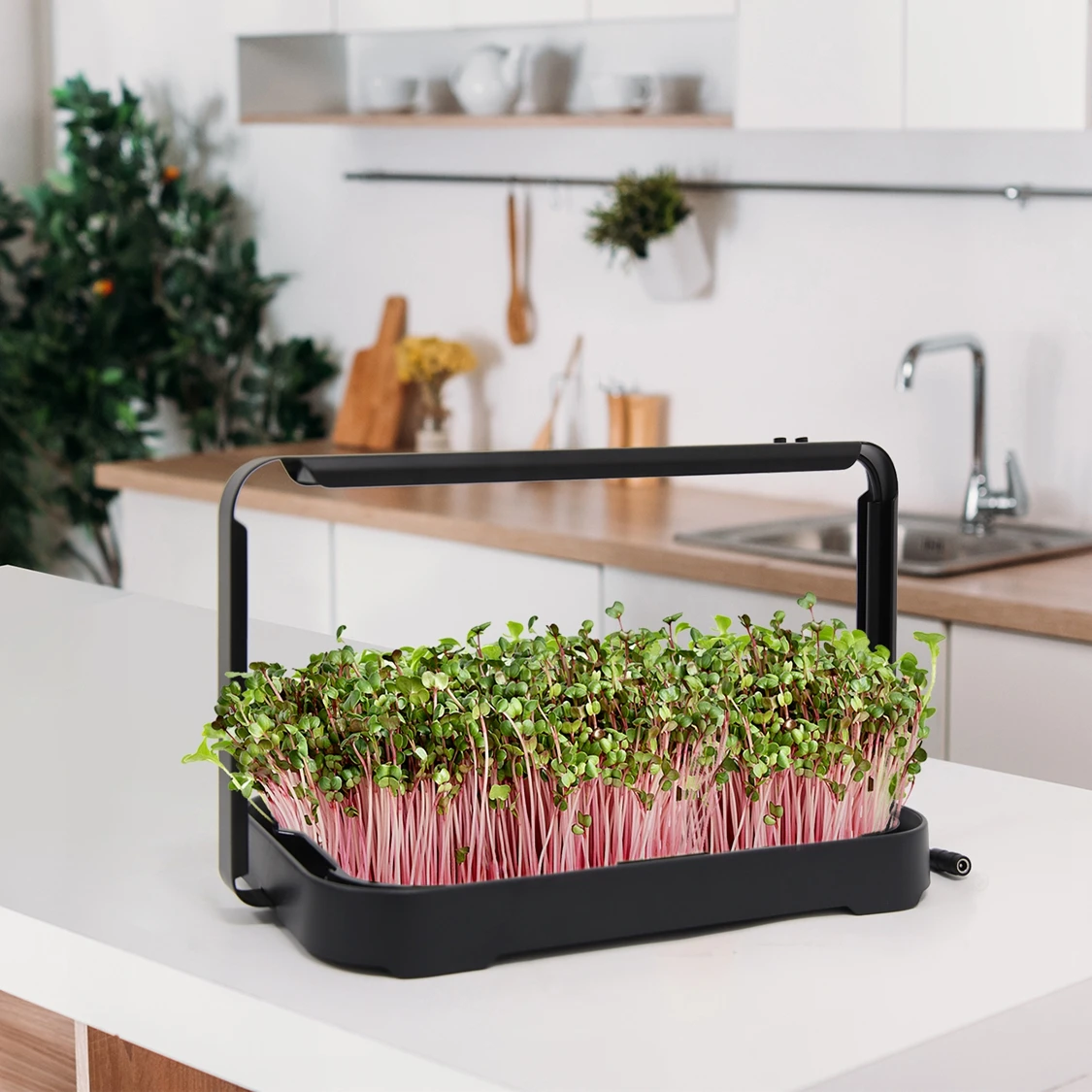 Home Growing Kit Self Watering Biodegradable Grow Bag Gardening Easily Assembled Microgreens Trays
