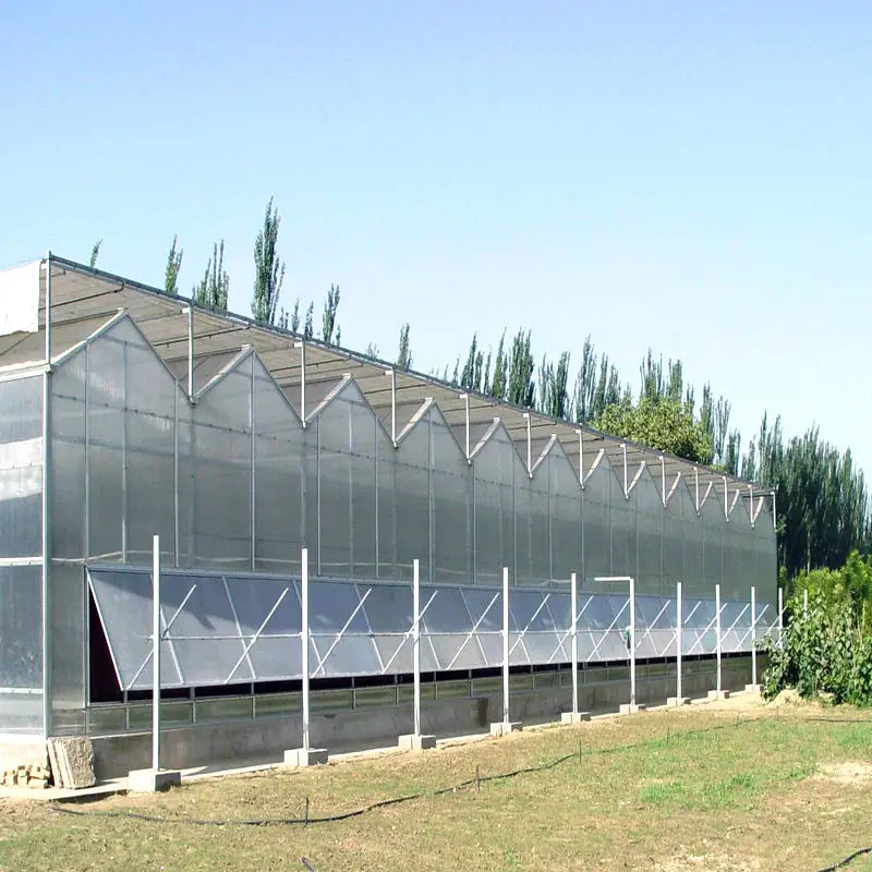 commercial uv coating polycarbonate sheet greenhouse growing roses for sale