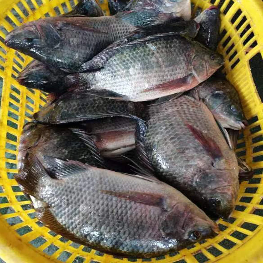 Frozen Fresh Black Tilapia Fish Whole Round For Sale   Frozen Seafoods And Frozen Food Exporter Whole Fresh Tilapia Fish