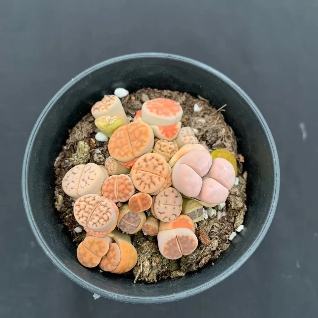 
lithops lithops 7cm lithops seeds 