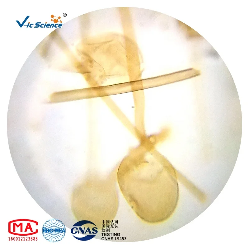 100pcs Microbiology slides microbiology microscope biological slides yeast budding prepared slides