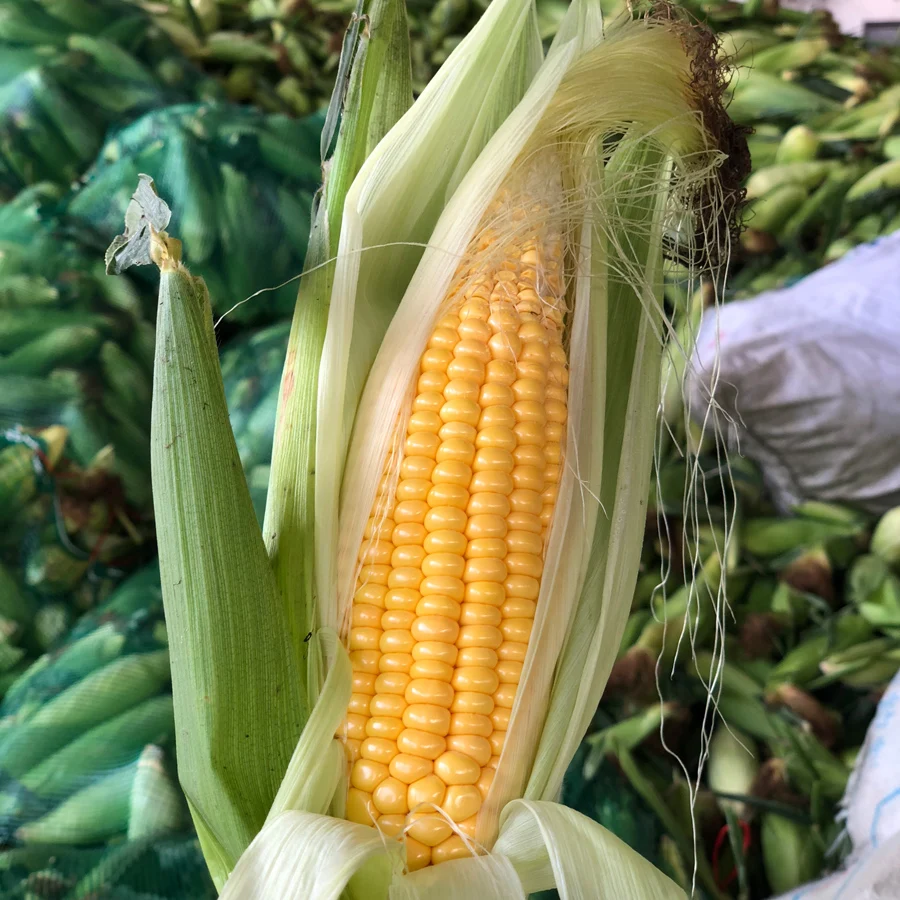 Canned Sweet Corn Made in China Factory Supplier