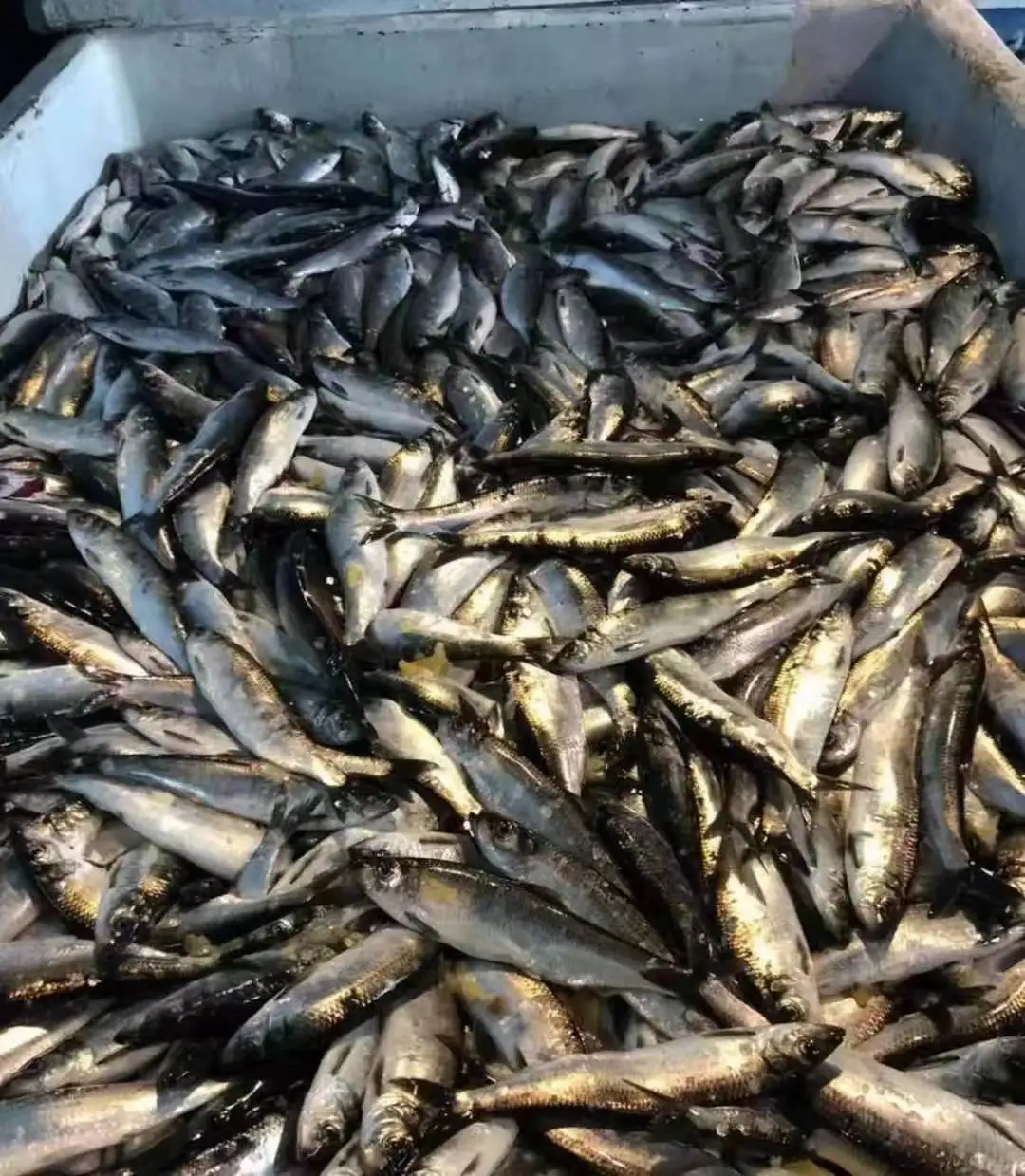 Japan Origin Frozen Herring Fish Price Whole Round Fresh Herring