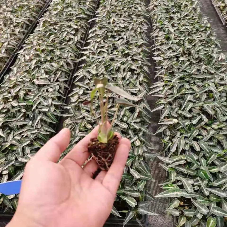 Распродажа саженцев Alocasia Polly