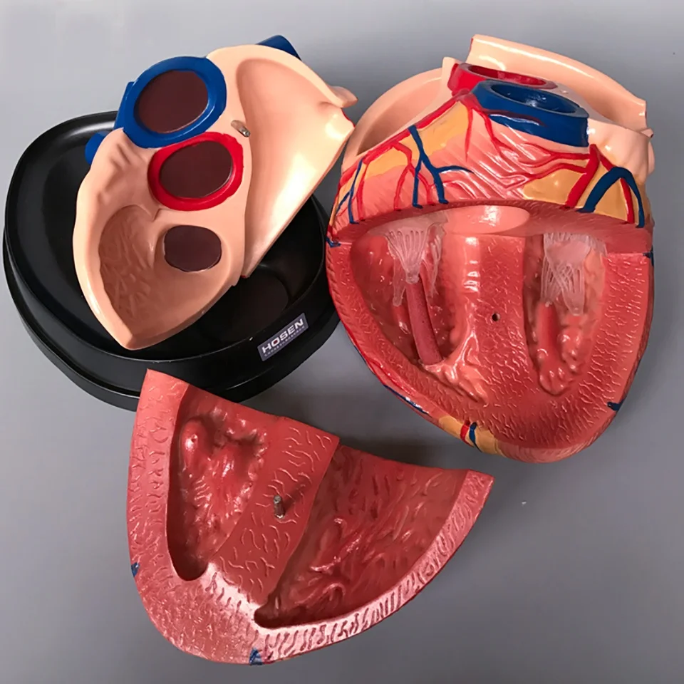 Medical science model Human Heart Model Anatomical enlarged 4 times Model for Science teaching and demonstration
