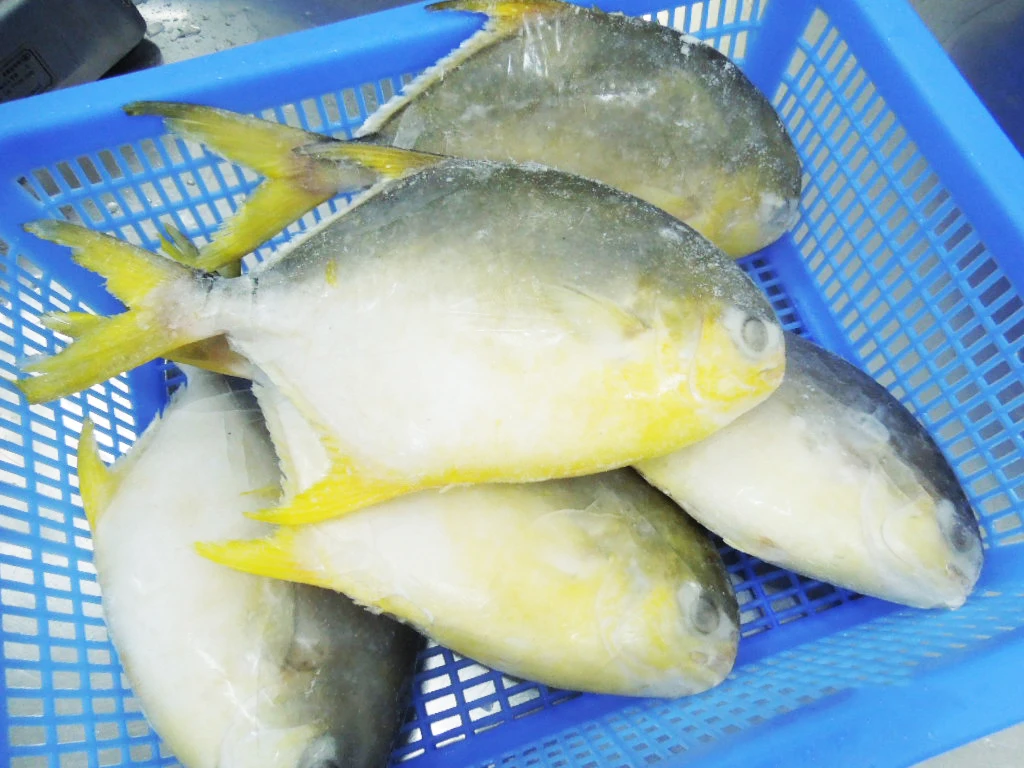 FOODSTAR Brand Premium Quality Frozen Golden Pompano Pomfret Fish with Competitive Price