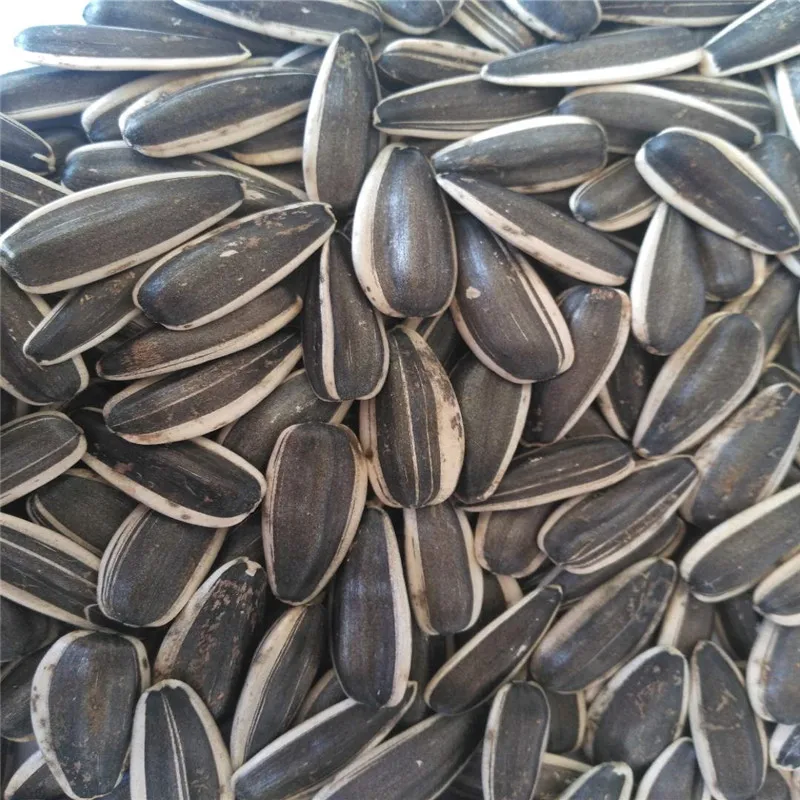 China Wholesale CHENG TAI  Organic Bird Food Black Sunflower Seeds