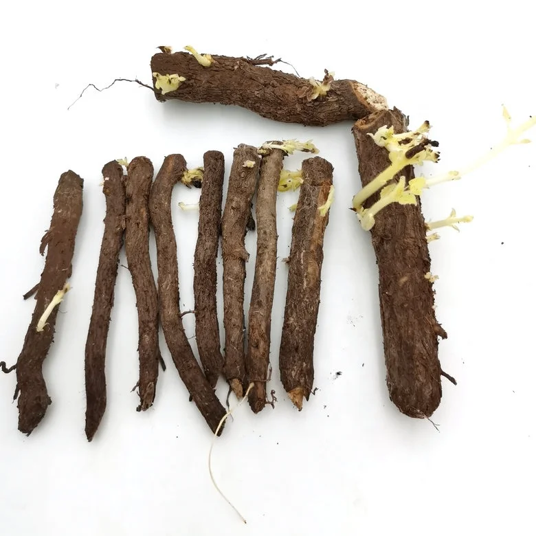 China pao tong hybrid 9501 root growth Solid paulownia Wood Board for making furniture and landscaping