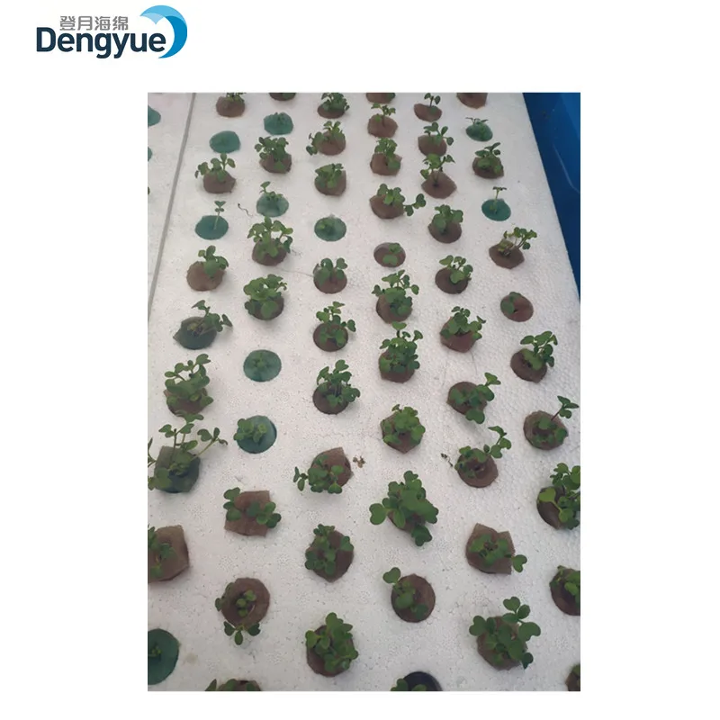 Eco-friendly 72 cell nontoxic greenhouse farm EPS manufacturer hydroponic seed tray