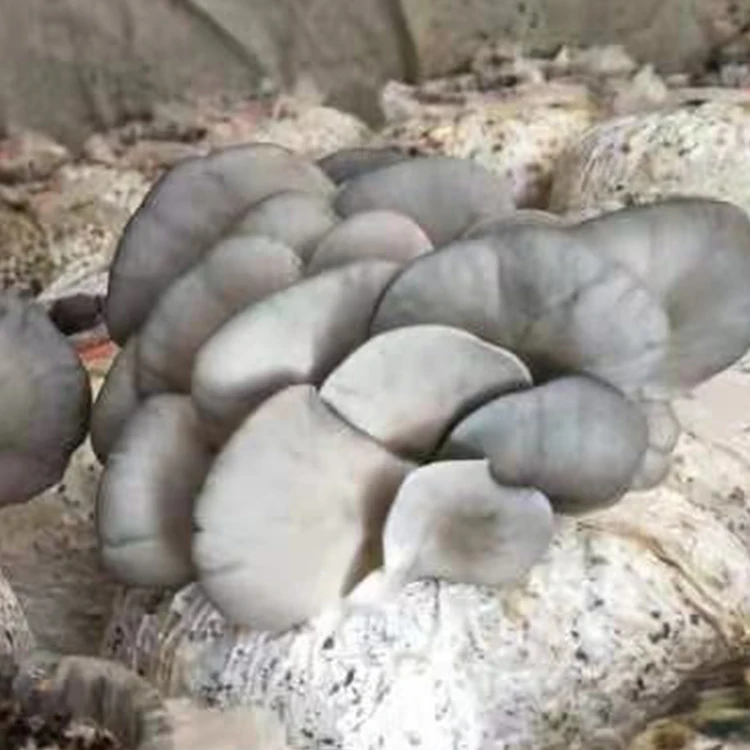 
Cultivating White King Oyster Mushroom Spawn Price 
