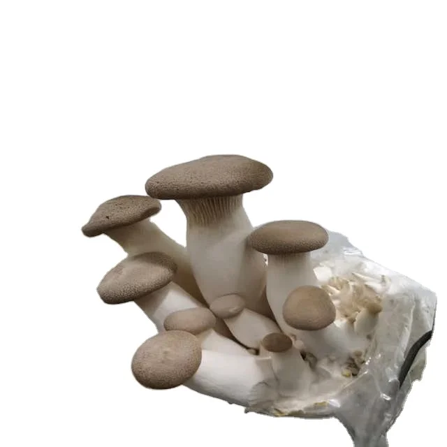 
Wholesale White Mushroom Europe 